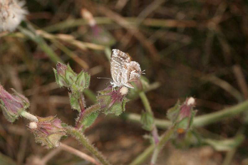 Cacyreus marshalli - Licenide